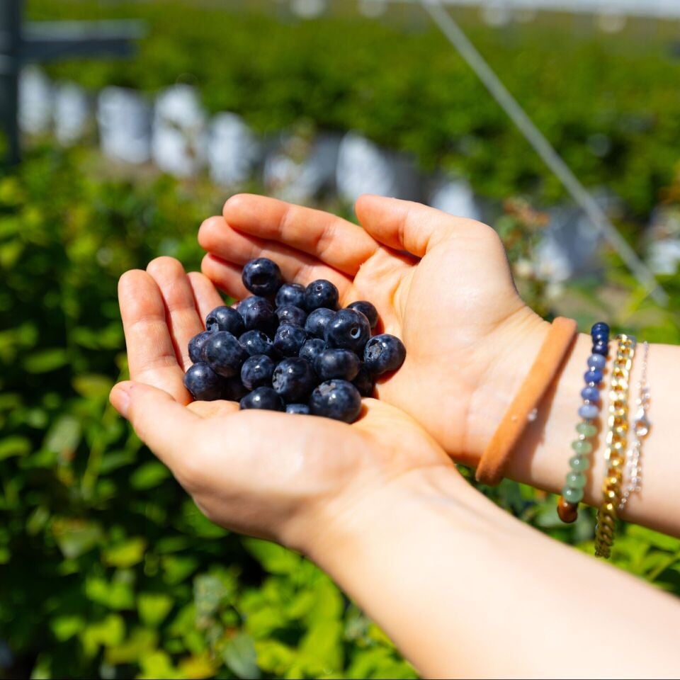 İyiBerry 2 Kg