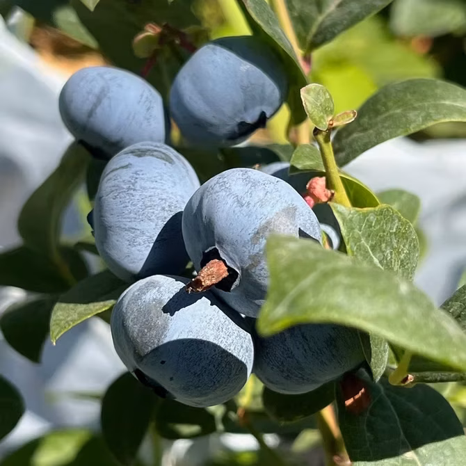 İyiBerry 2 Kg
