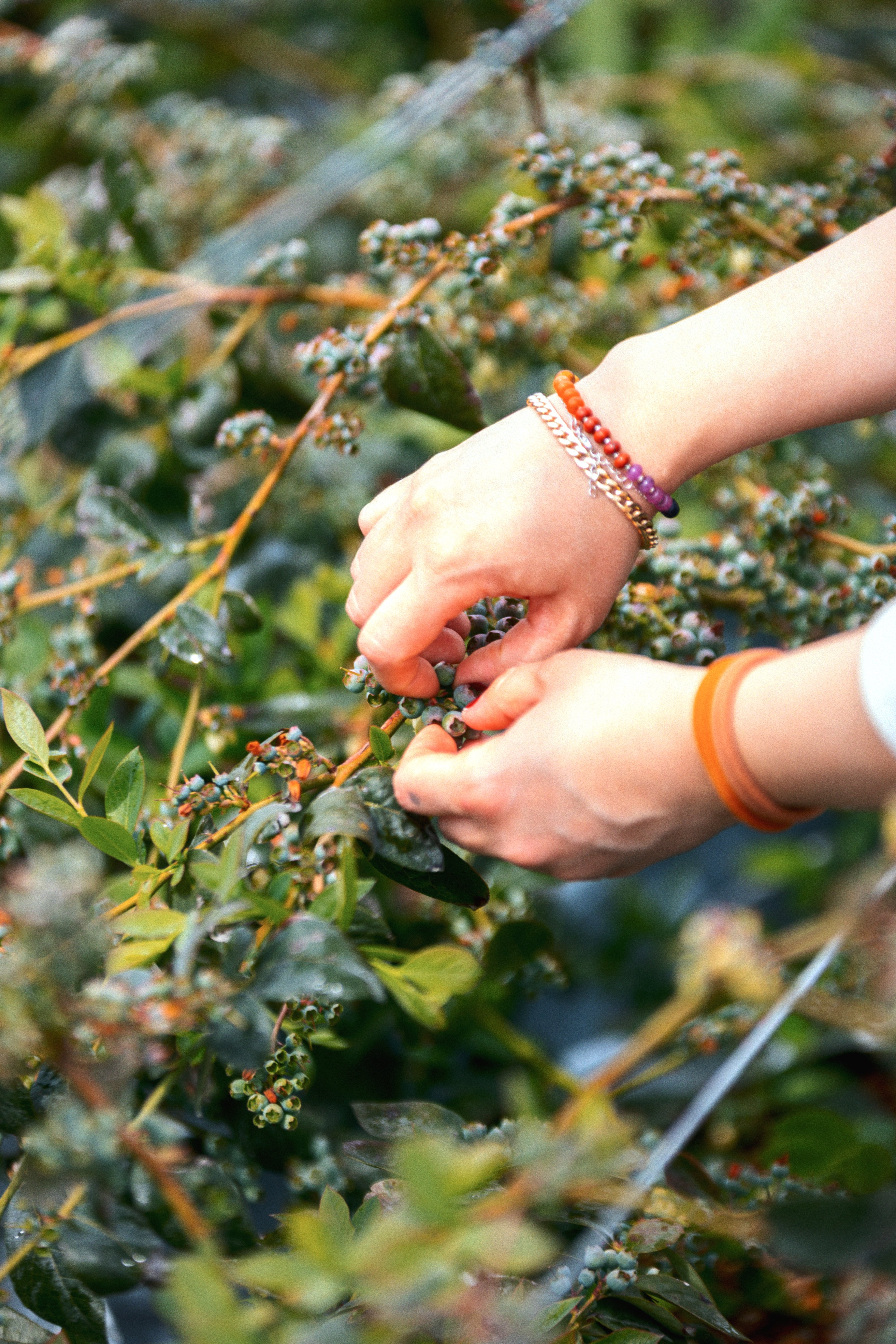 Her İyiBerry tanesinde Çanakkale'nin Rüzgarı ve Bombus Arılarının Emeği 